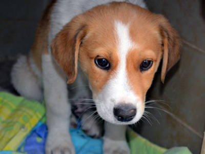 Χαρίζουν τον πανέμορφο Vick!