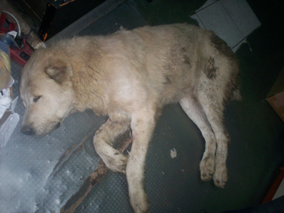 Συνεχή τα εγκλήματα σε βάρος των ζώων και στην Πέλλα