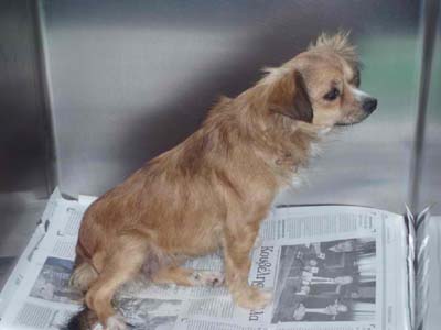 Έγινε καλά και δίνεται για υιοθεσία