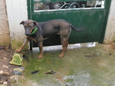 Θα γίνει η καλύτερη σας συντροφιά