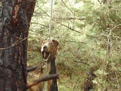 Κρέμασαν ξανά σκυλιά σε Κω και Λέρο
