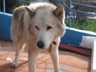 Βαριά άρρωστο καθαρόαιμο malamut εντοπίστηκε στα Βριλλήσια