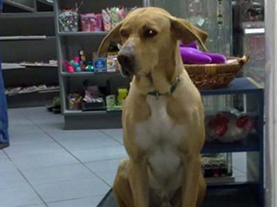 Τους εκδικήθηκαν εξαφανίζοντας τον σκύλο