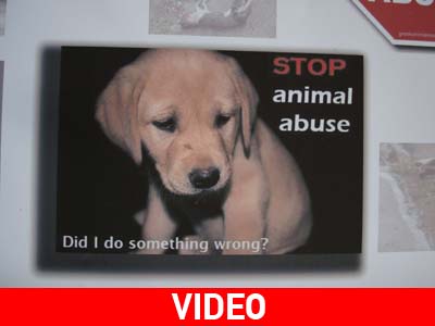 Κτηνώδης η συμπεριφορά των Ελλήνων απένταντι στα ζώα