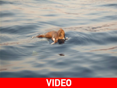 Κουφάρια ζώων ξεβράζονται στο Δέλτα του Έβρου