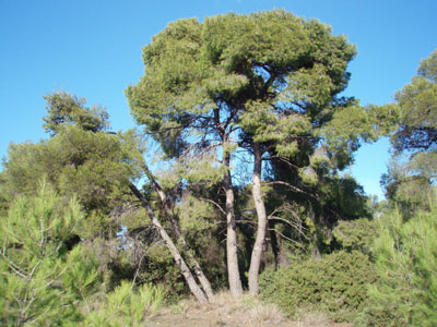 Κρύφτηκε πάνω στο δέντρο για να γλυτώσει