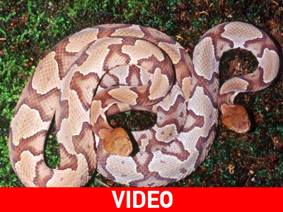 Φίδι επιτίθεται στον εαυτό του