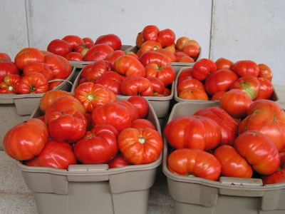 Σαλάτα έντεκα τόνων στην Ιεράπετρα