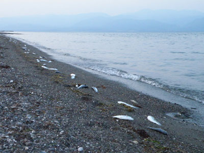 Η απάντηση της Νομαρχίας Φθιώτιδας για τα πρόστιμα του Μαλιακού