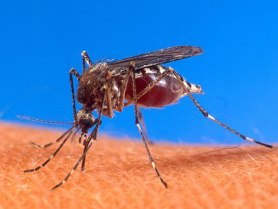 Σε εξέλιξη ο ιός του Δυτικού Νείλου