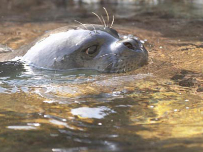 Τα δύο νέα «μέλη» της οικογένειας της ΜΟm