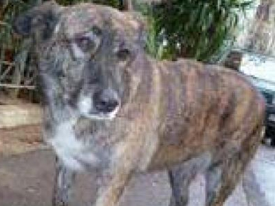 Αγνοείται η Ισαβέλλα των Εξαρχείων