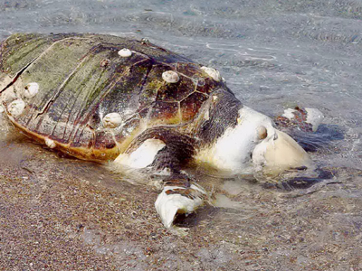 Νεκρή εντοπίστηκε χελώνα Καρέτα Καρέτα στο λιμάνι της Πρέβεζας