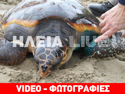 Πύργος: Γέφυρα σωτηρίας για τραυματισμένη χελώνα