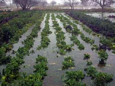 Ορεστιάδα: Ανακοινώθηκαν τα πορίσματα του ΕΛΓΑ για τις αποζημιώσεις