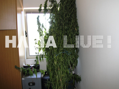 Κάστρο Κυλλήνης: Συνελήφθη με «σπιτική» φυτεία χασίς