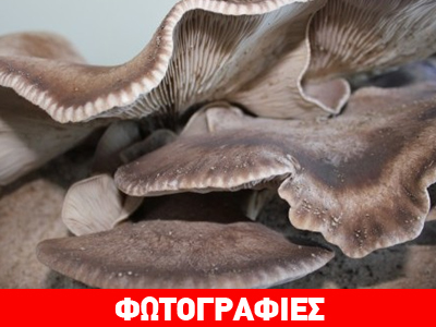 Μανιτάρι-γίγας βρέθηκε σε χωράφι στη Λάρνακα