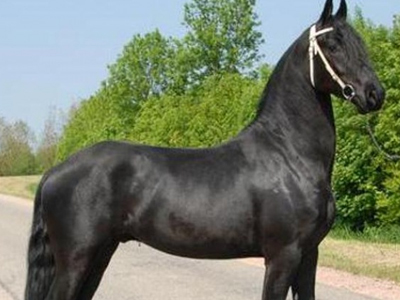 Δικυκλιστής συγκρούστηκε… με άλογο!