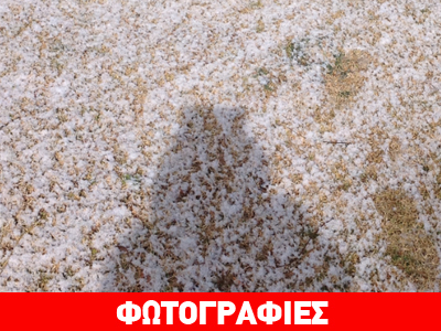 Το λιοντάρι που απολάμβανε το χιόνι…
