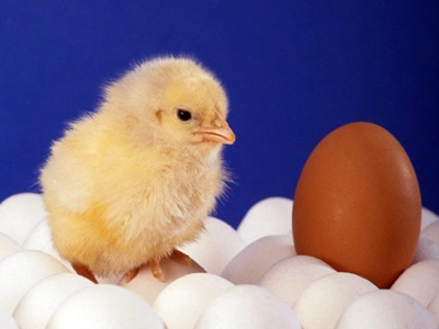 Η κότα έκανε τ’ αυγό ή το αυγό την κότα;