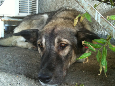 Ποιος θα τον υιοθετήσει;