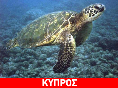 Σπάνιο είδος χελώνας βρέθηκε τραυματισμένη