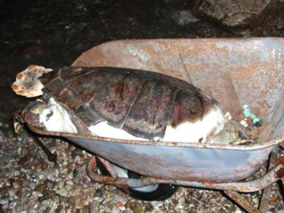 Πάτρα: Νεκρή καρέτα- καρέτα στην Ηρώων Πολυτεχνείου