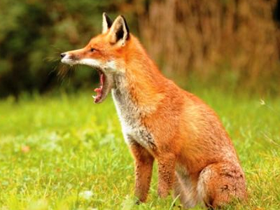 Δύο κρούσματα λύσσας στο Κιλκίς