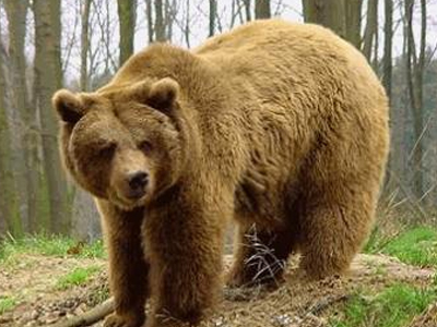 Αρκούδα επιτέθηκε σε τουρίστες