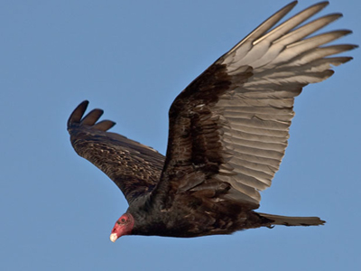 Για το βιβλίο Γκίνες μαζική απελευθέρωση γυπών
