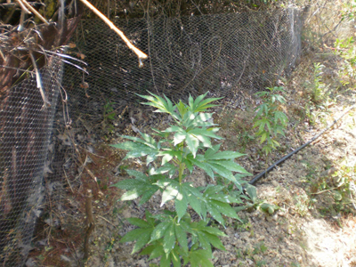 Χανιά: «Λαβράκι» έβγαλε η πεζοπορία αστυνομικών