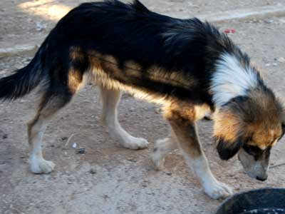 Χαρίζεται η Any