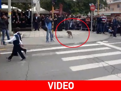 Ο σκύλος που θέλησε να γιορτάσει την Ημέρα των Ζώων!