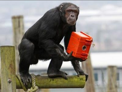 Γηροκομείο για χιμπατζήδες στην Λουιζιάνα