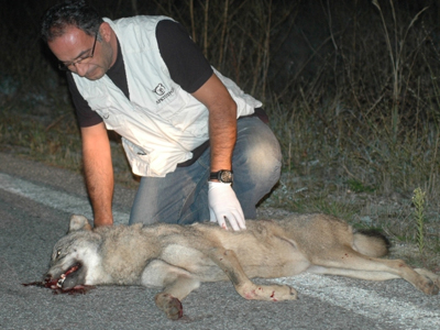 Tροχαίο με θύμα νεαρή λύκαινα
