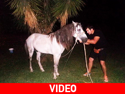 Άλογο έκοβε βόλτες στο Αγρίνιο!