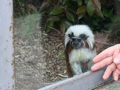 Δώδεκα σπάνια πιθηκάκια κλάπηκαν από ζωολογικό κήπο