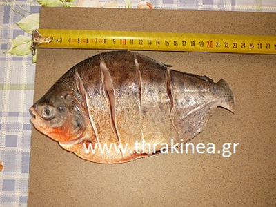 Αλίευσαν πιράνχας στον Έβρο Αλίευσαν πιράνχας στον Έβρο