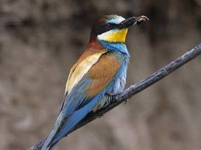 Το πουλί που… αναστάτωσε ένα ολόκληρο χωριό! Το πουλί που… αναστάτωσε ένα ολόκληρο χωριό!