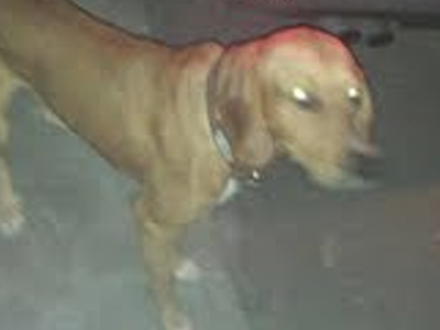 Χάθηκε το σκυλάκι της φωτογραφίας