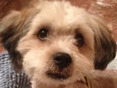 Βοηθήστε να βρεθεί το σκυλάκι