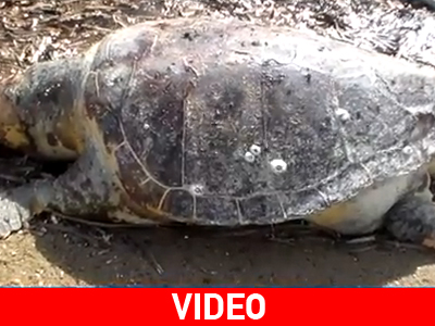 Νεκρή χελώνα καρέτα – καρέτα στην Κάλυμνο