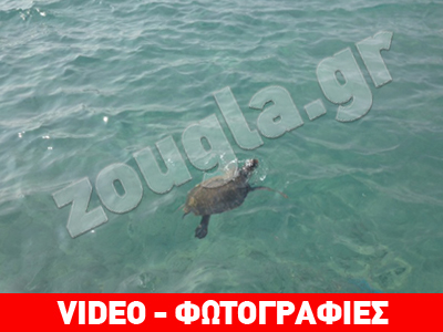 Η πιο κοινωνική καρέτα καρέτα… στη Νάξο!