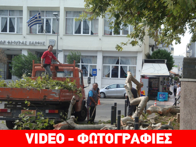 Ξάνθη: Οι ισχυροί άνεμοι έριξαν τον πλάτανο