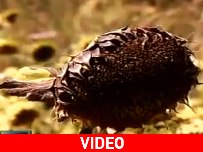 Ξηρασία πλήττει τις καλλιέργειες σε χώρες των Βαλκανίων