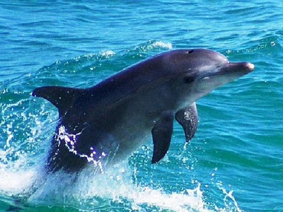 Ανακάλυψαν νέο είδος δελφινιού!