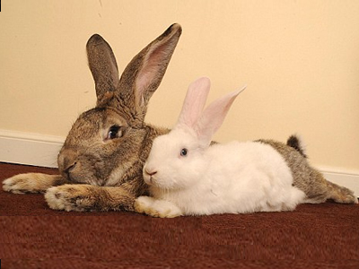 Κουνέλι για… ρεκόρ Guinness Κουνέλι για… ρεκόρ Guinness