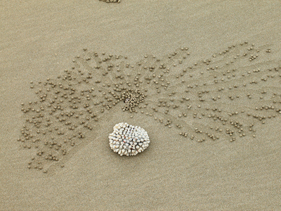 Τα καβούρια «ζωγραφίζουν» στην άμμο!