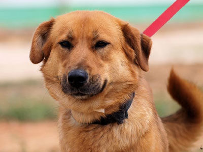 Γλυκιά καφετί σκυλίτσα αναζητεί οικογένεια