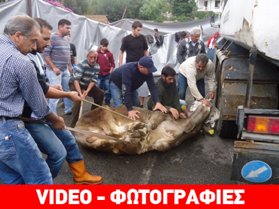 Εικόνες φρίκης στην Τουρκία από τη μεγάλη γιορτή των μουσουλμάνων